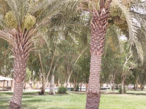 عکس پارک منطقه اهل جرف