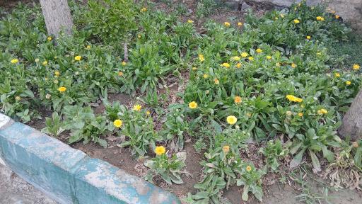 عکس فضای سبز