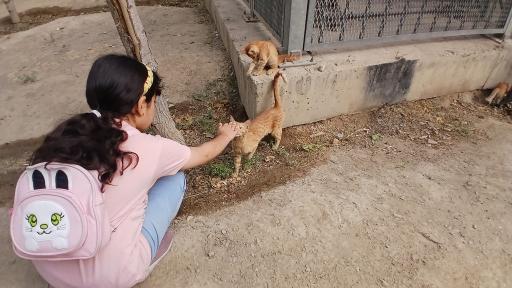 عکس فضای سبز