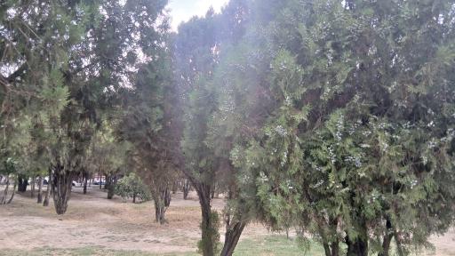 عکس فضای سبز