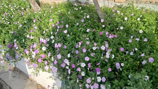عکس فضای سبز