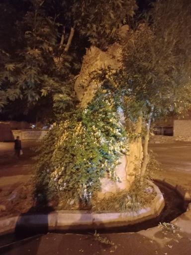 عکس چنار قدیمی میامی 