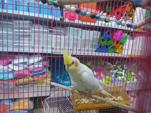 عکس پرنده مرکزی