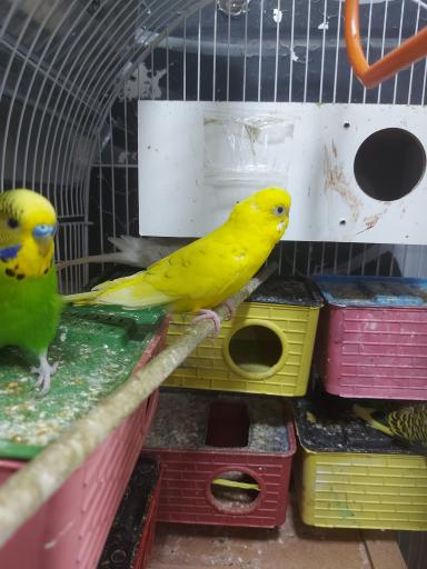 عکس پرنده مرکزی