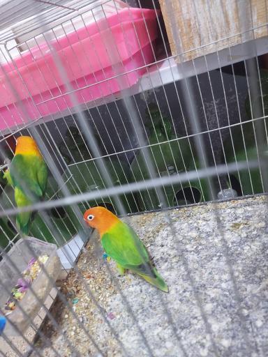 عکس پرنده مرکزی