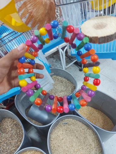 عکس پرنده مرکزی