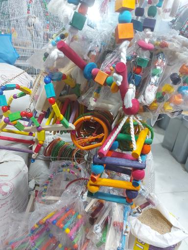 عکس پرنده مرکزی