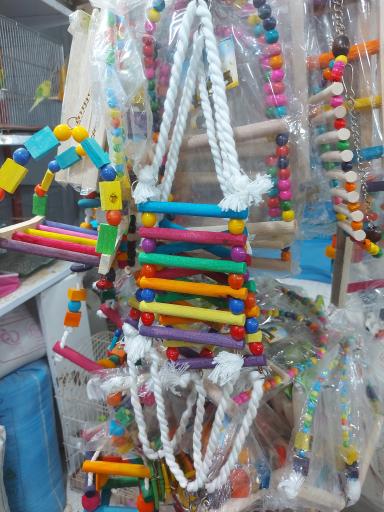 عکس پرنده مرکزی