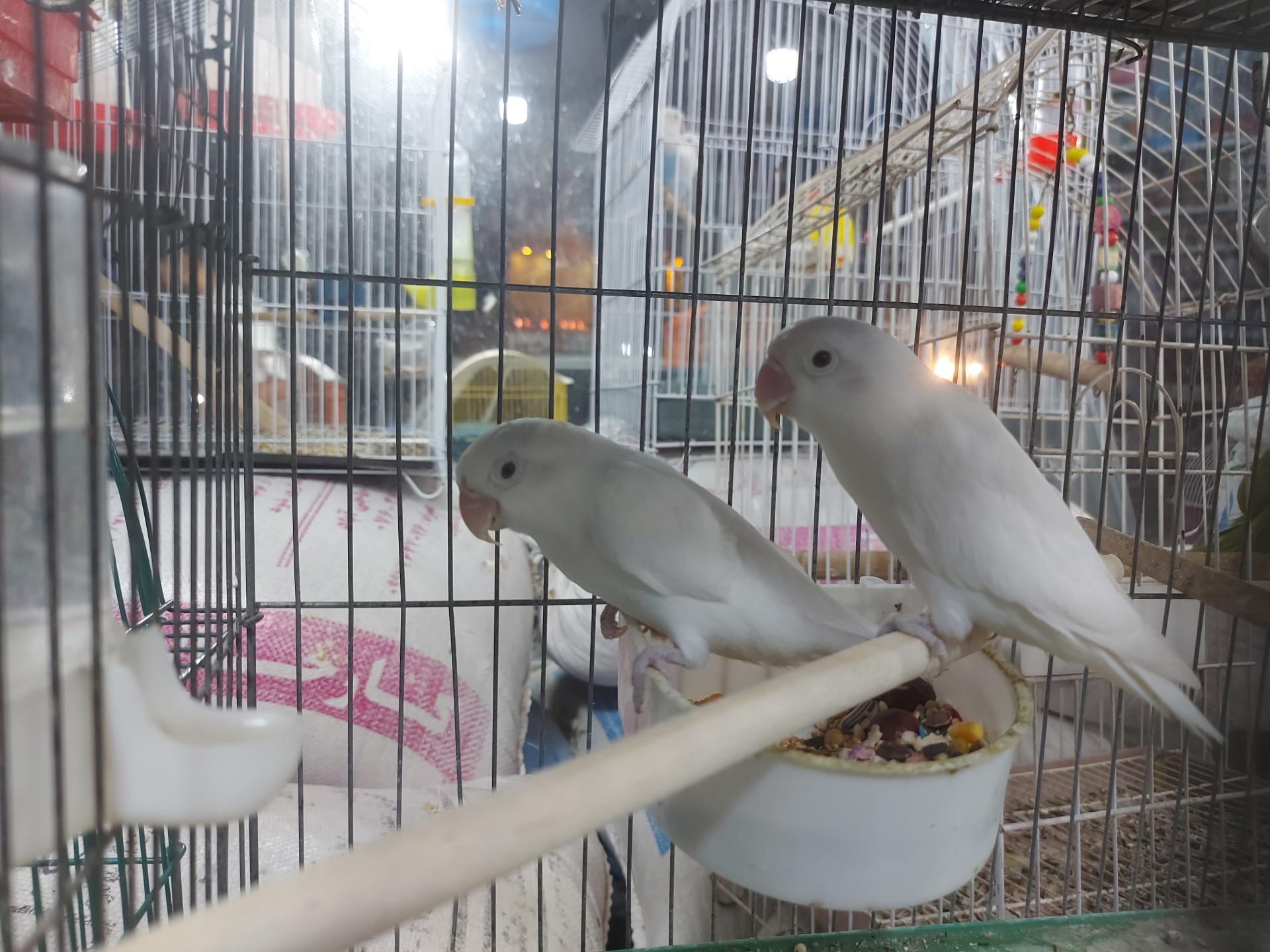 عکس پرنده مرکزی