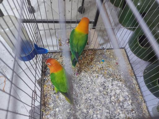 عکس پرنده مرکزی