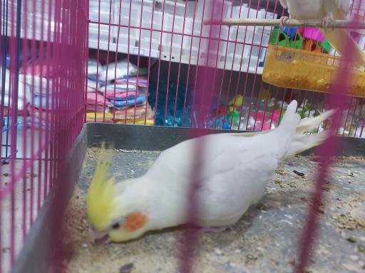 عکس پرنده مرکزی