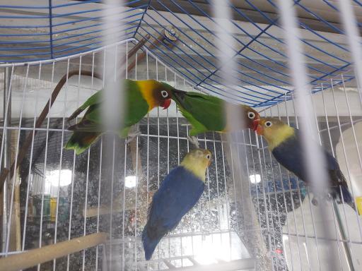 عکس پرنده مرکزی