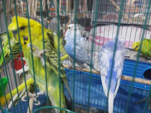 عکس پرنده مرکزی