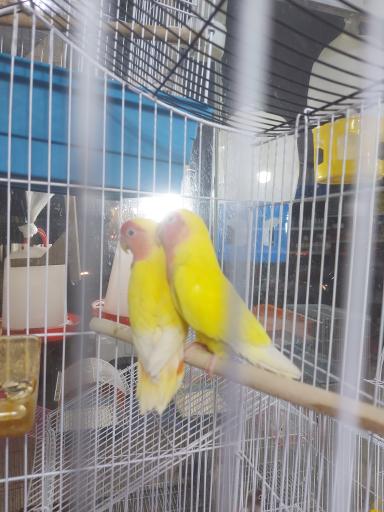 عکس پرنده مرکزی