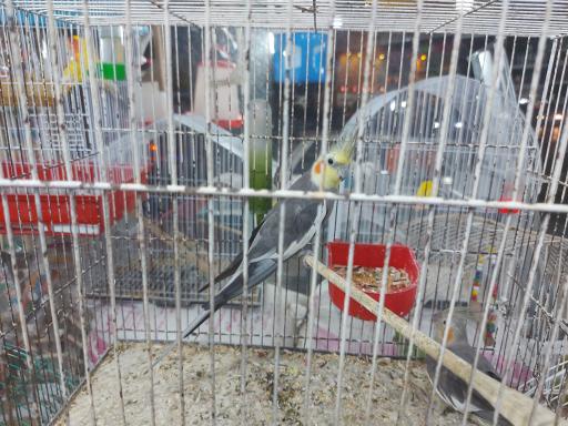 عکس پرنده مرکزی