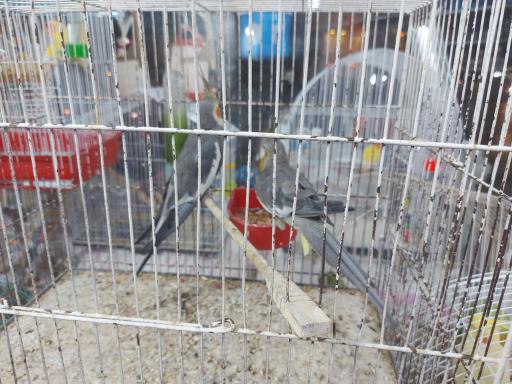 عکس پرنده مرکزی