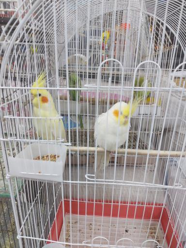 عکس پرنده مرکزی