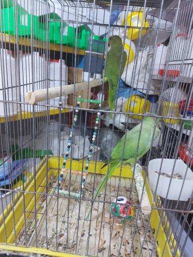 عکس پرنده مرکزی