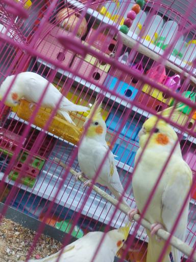 عکس پرنده مرکزی