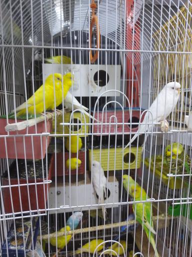 عکس پرنده مرکزی