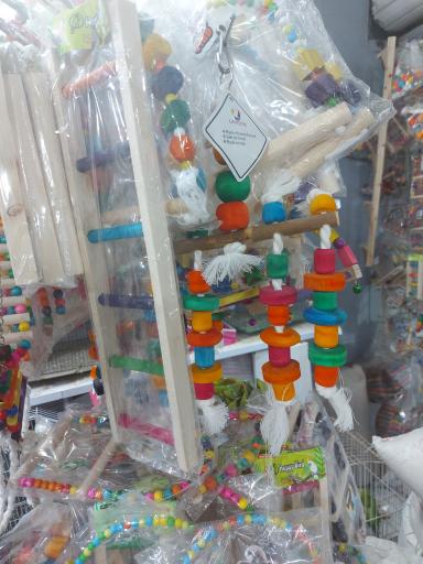 عکس پرنده مرکزی