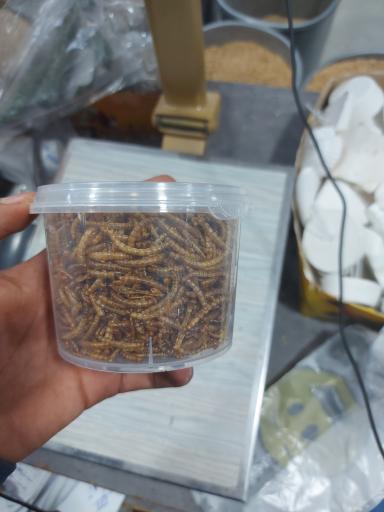 عکس پرنده مرکزی