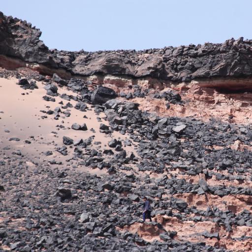 عکس گندم بریان