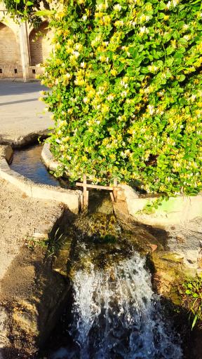 عکس چنار قدیمی میامی 