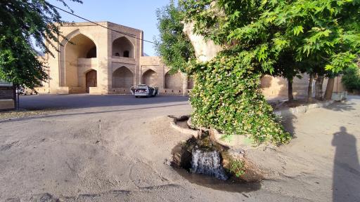 عکس چنار قدیمی میامی 