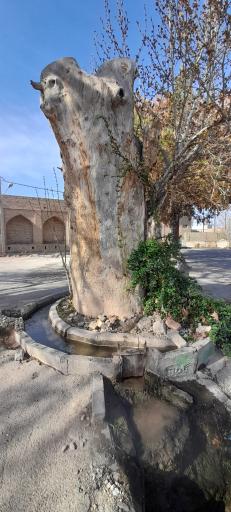 عکس چنار قدیمی میامی 