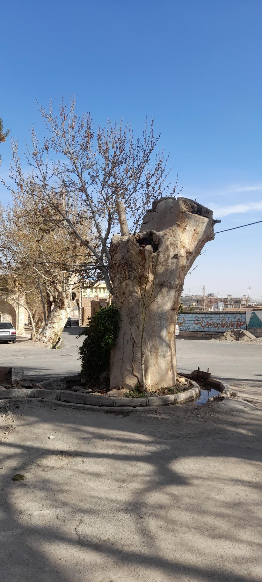 عکس چنار قدیمی میامی 