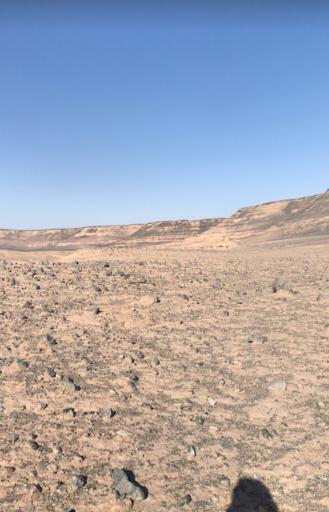 عکس گندم بریان