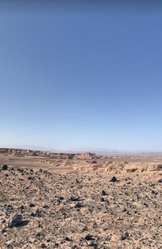 عکس گندم بریان