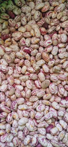 عکس خشکبار همایی