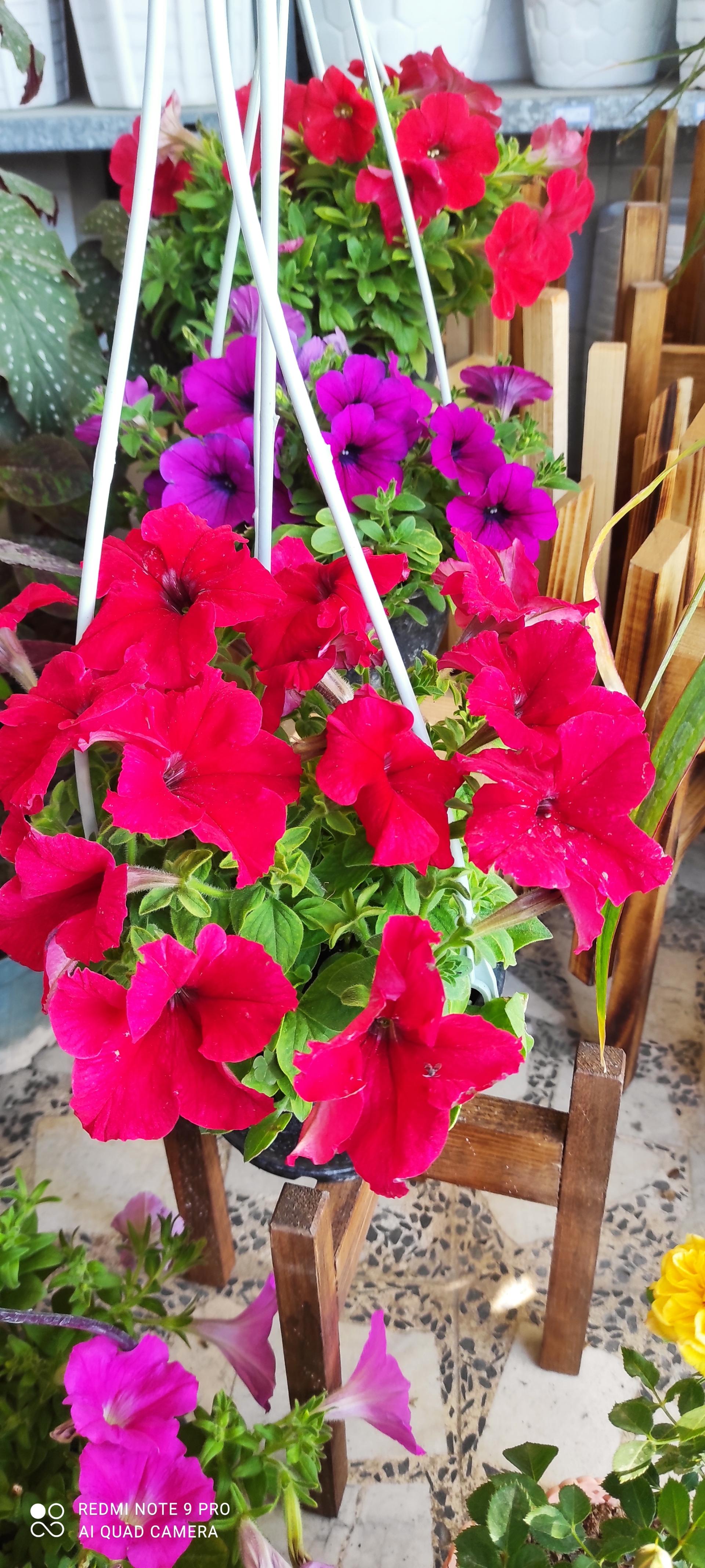 عکس گلسرای بهشت