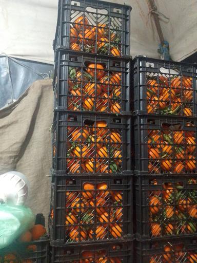میوه تربار میثم لرو