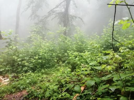 عکس منطقه توریستی چشمه سرخ او