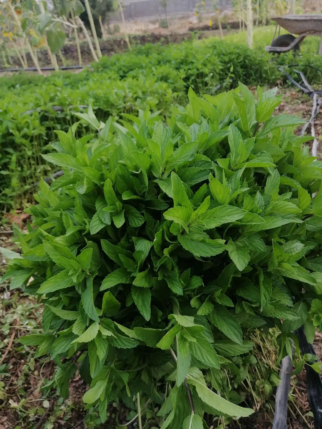 عکس سبزی فروشی محله