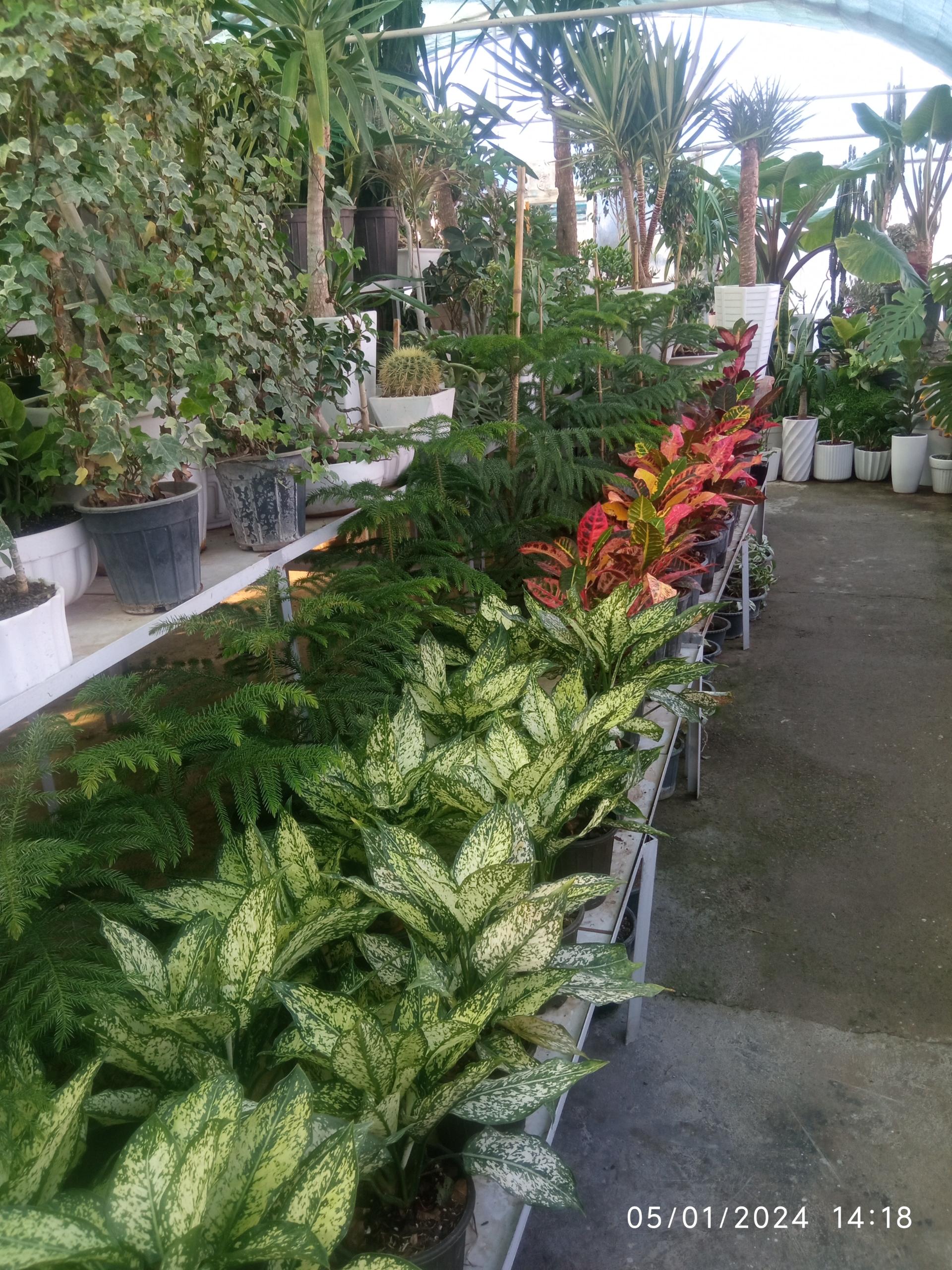 عکس گلسرای میرزایی