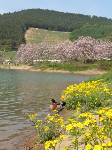 عکس دریاچه و سد خاکی توشن