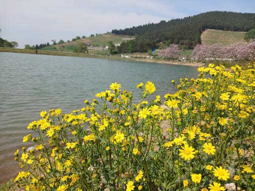 عکس دریاچه و سد خاکی توشن