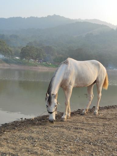 عکس دریاچه و سد خاکی توشن
