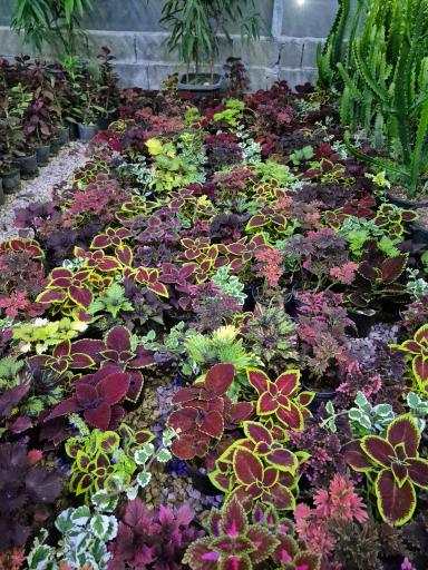 عکس گلخانه صیادی