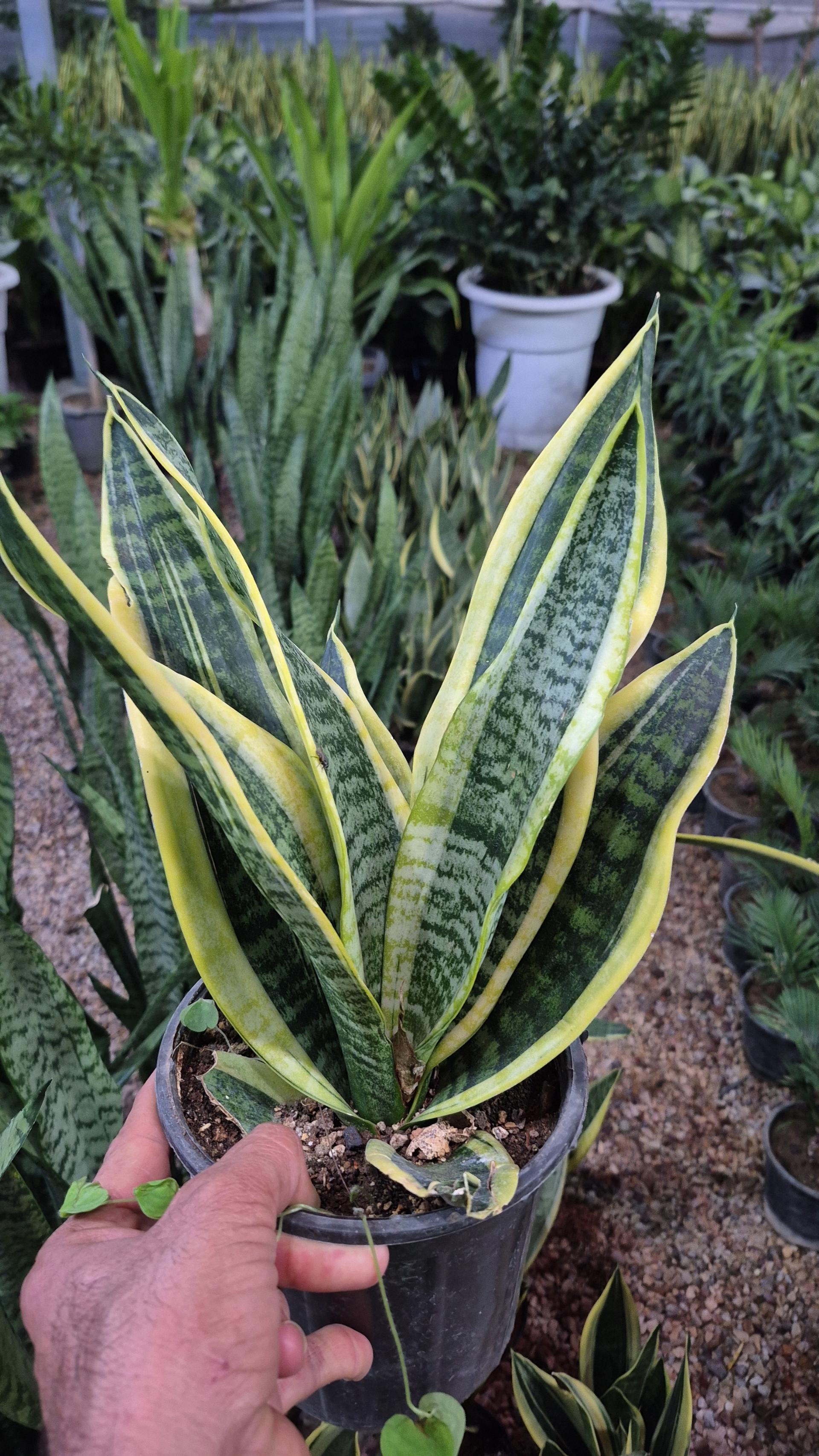 عکس گلخانه صیادی