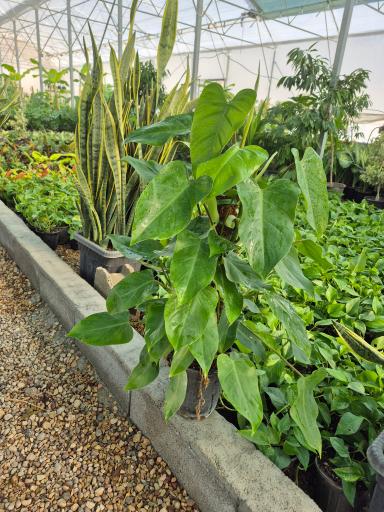 عکس گلخانه صیادی