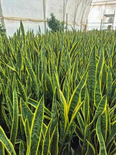 عکس گلخانه صیادی