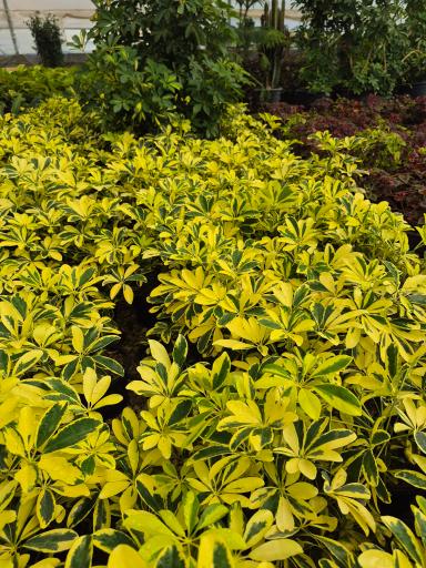 عکس گلخانه صیادی