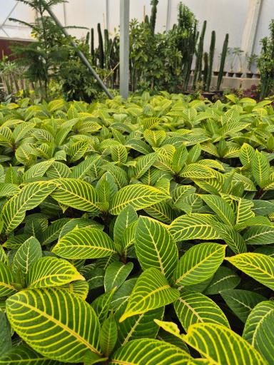 عکس گلخانه صیادی