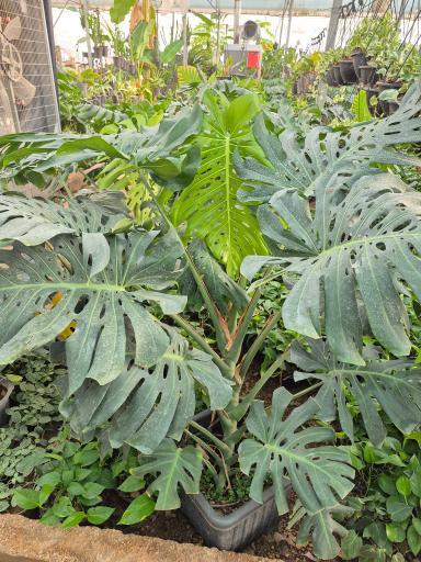 عکس گلخانه صیادی