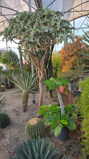 عکس کافه بائولند